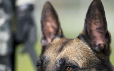 HERNANDEZ V. TOWN OF GILBERT